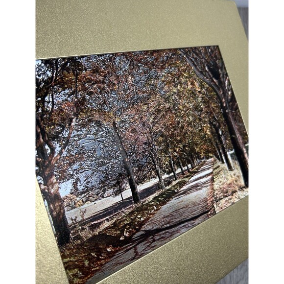 Vintage Silvery Fantasy Foil Engraving Print Fall Leaves Autumn Trees USA - Picture 4 of 13